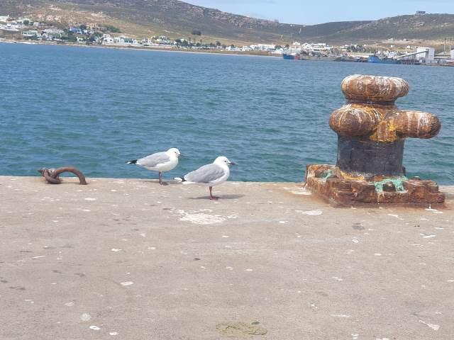 0 Bedroom Property for Sale in Da Gama Bay Western Cape